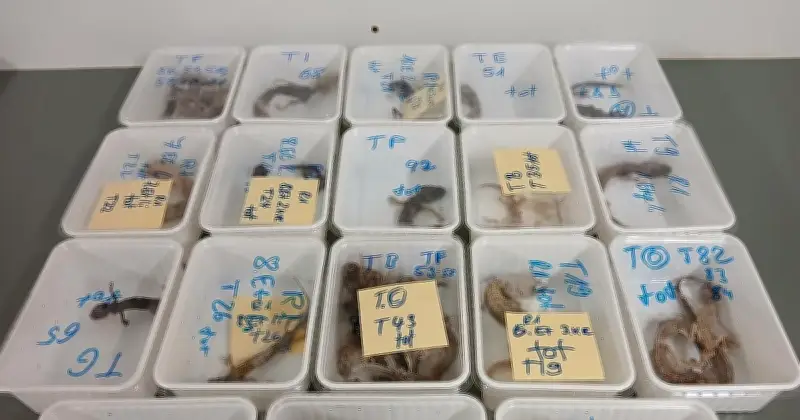 32 tote Geckos bei Tierhalter in Unterfranken entdeckt – Veterinäramt spricht von grober Tierquälerei