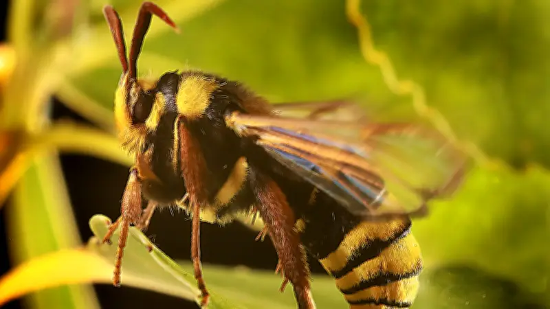 365 Tage, 365 Tiere: Der harmlose Mitbewohner mit perfekter Tarnung in Halle