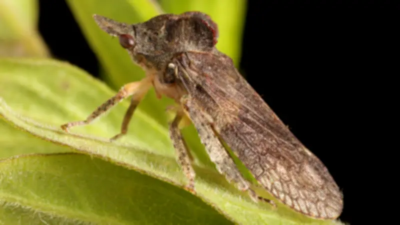 365 Tage, 365 Tiere: Wie gut hört dieser heimliche Mitbewohner in Halle wirklich?