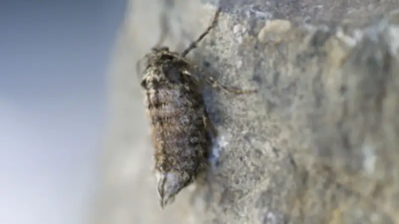 365 Tage, 365 Tiere: Winterlicher Mitbewohner kehrt nach Halle zurück