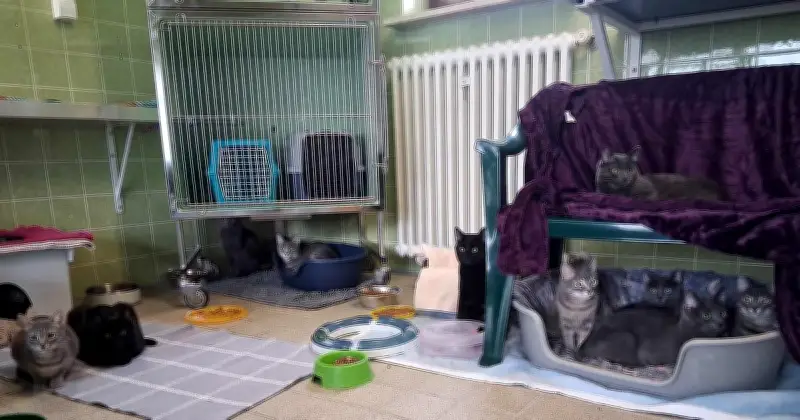 44 Katzen aus Münchner Wohnung gerettet: Unhaltbare Zustände und unkontrollierte Vermehrung