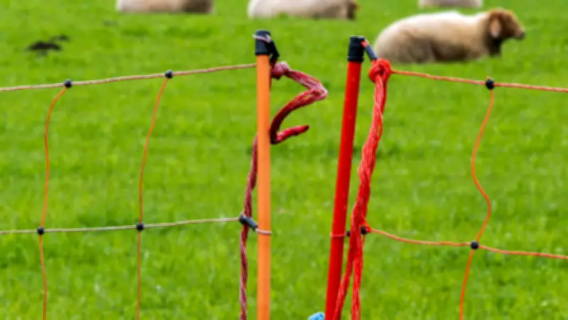 65 trächtige Schafe in Möckern gestohlen: Polizei ermittelt wegen schweren Diebstahls