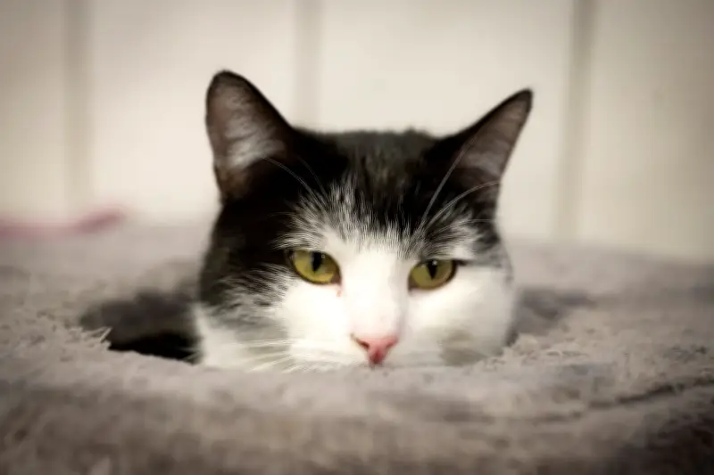 Abenteuerlustige Zugkatze Shila sucht nach Bahnfahrten ein sicheres Zuhause