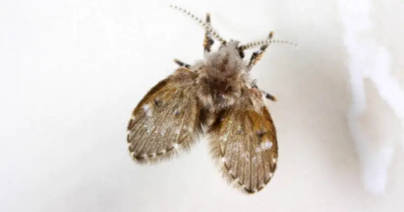 Abortfliegen: Gefahren erkennen und wirksame Bekämpfungsmethoden für den Haushalt