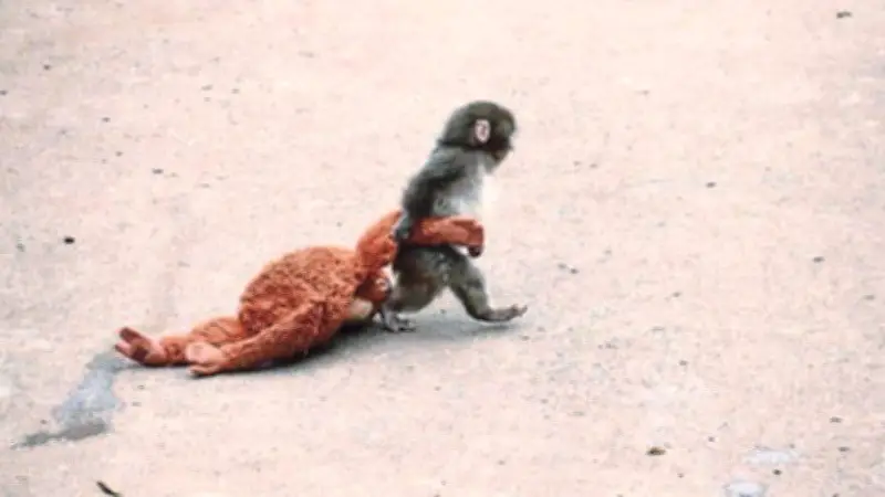 Affenbaby Punch wird zum Zoo-Star: 10-Minuten-Regel für Fans des Kuschel-Makaken