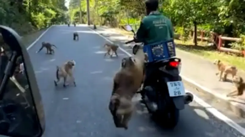 Affentheater auf Monkey Hill: Clevere Pläne stellen den Alltag auf den Kopf