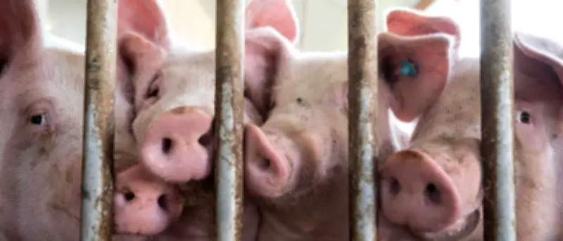 Agrarbetriebe in Not: Keine Lösung nach Schließung des Schlachthofs Perleberg