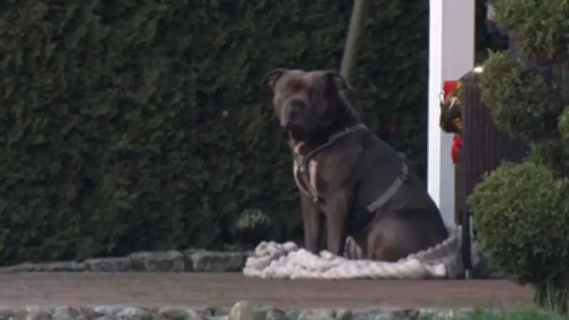 American Bully XL tötet Herrchen: Wesenstest bestanden - Hund darf weiterleben