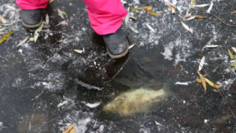 Angler erklärt: Wann Eisbetreten Fischen schadet und wann es unbedenklich ist