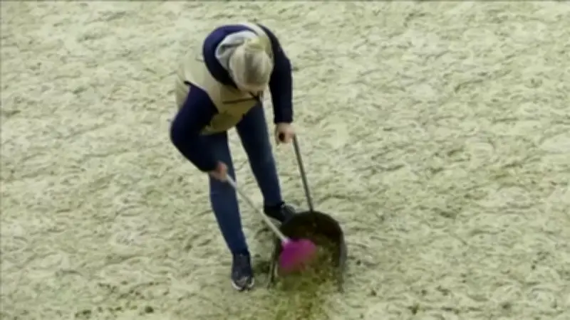 Aus Pferdemist wird Mode: Britische Forscher verwandeln Mist in Zellulose für Kleidung