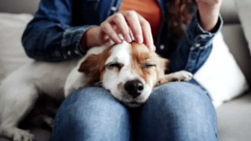 Australische Studie widerlegt: Haustiere machen Menschen nicht messbar glücklicher