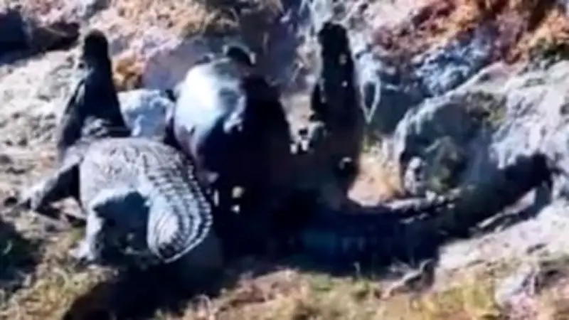 Baby-Flussferd vertreibt Krokodile: Jungtier zeigt beeindruckende Selbstsicherheit