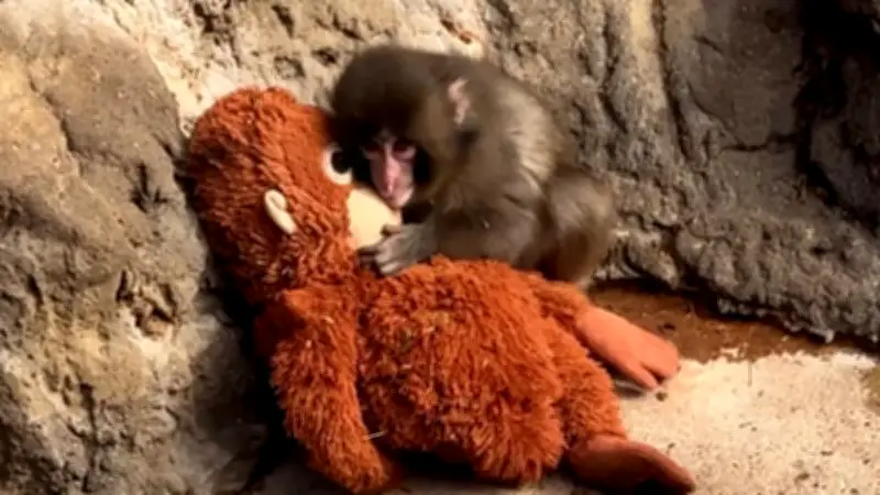 Baby-Makake Punch im Zoo: Plüschtier als Ersatz für verlassene Mutter