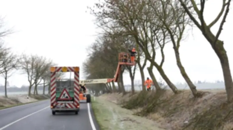 Baumfällungen nach Frostperiode: Ausnahmeregelungen und Fristen in der Uckermark
