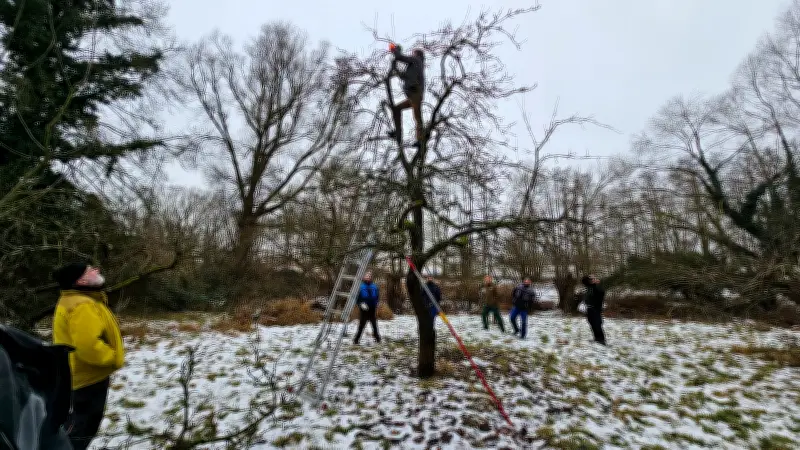 Baumschnitt im Frühjahr: Experte verrät die wichtigsten Regeln für gesunde Obstbäume