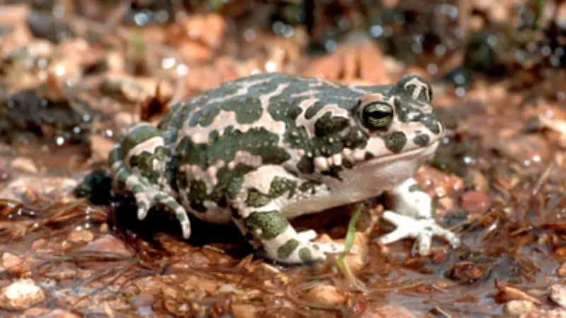 Bayern jubelt: Geschützte Wechselkröte stoppt Batteriefabrik in Berlin-Marzahn