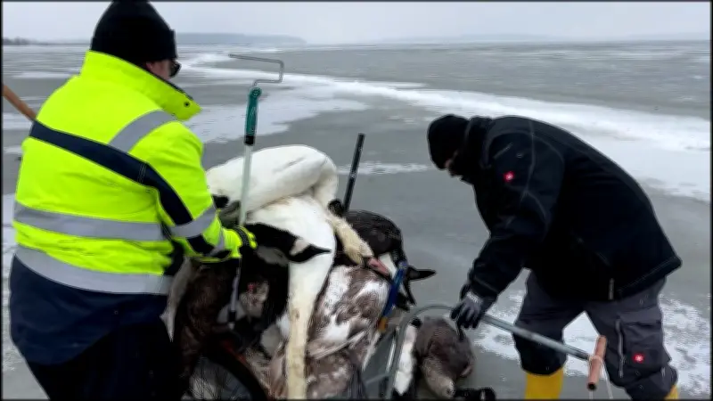 Behördenchaos auf Rügen: Tote Schwäne am Jasmunder Bodden verrotten unentsorgt