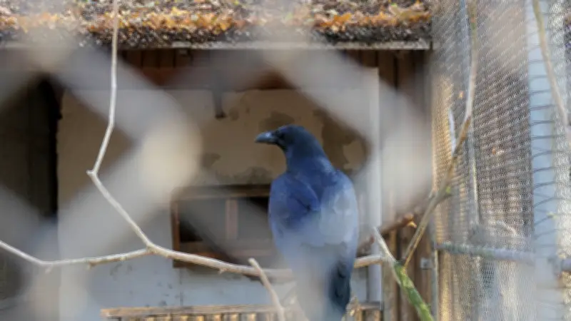 Belohnungen zeigen Wirkung: Merseburgs erfolgreicher Kampf gegen Vandalismus und Brandstiftung
