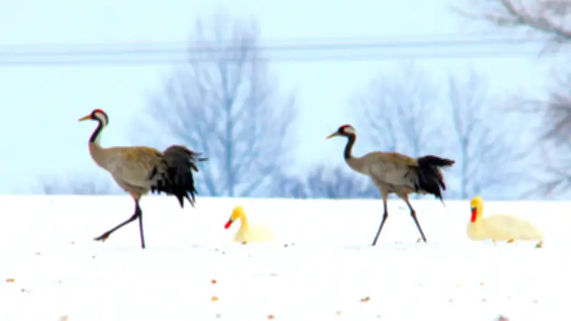 Überlebensstrategien im Winter: Wie Eisvögel und Wildtiere der Kälte trotzen