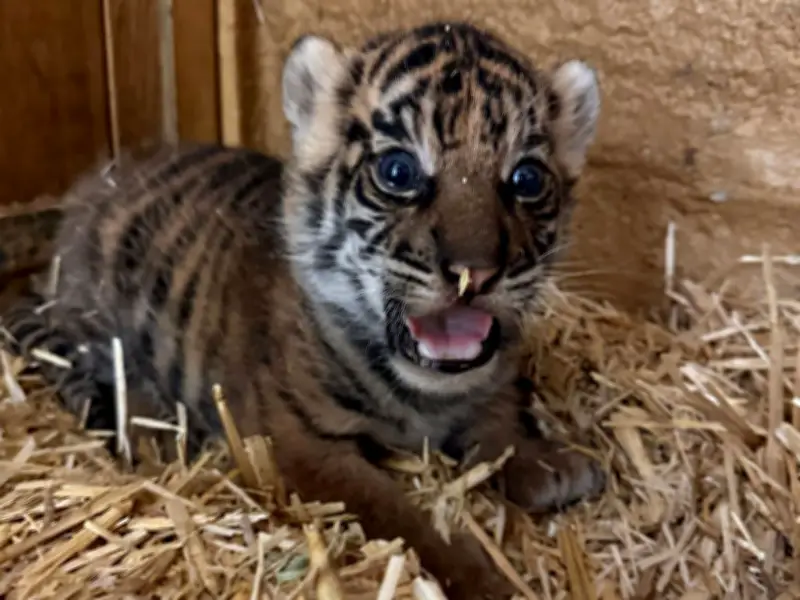 Berliner Tierpark sucht Namen für neugeborenes Sumatra-Tiger-Weibchen