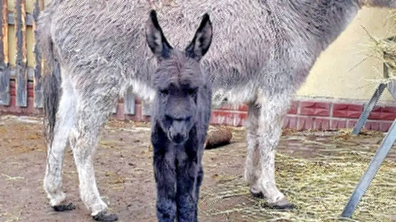 Überraschende Eselgeburt im Greppiner Tiergehege: Fohlen Norbert erblickt unerwartet das Licht der Welt