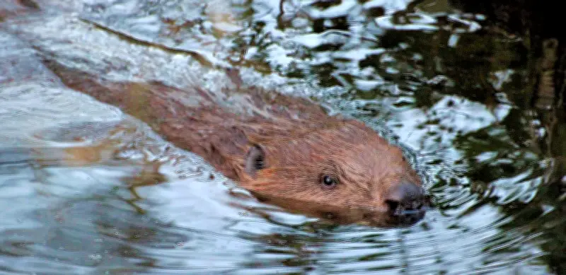 Biber im Burgenlandkreis: Geschützte Nager verursachen Überschwemmungen an der Rippach