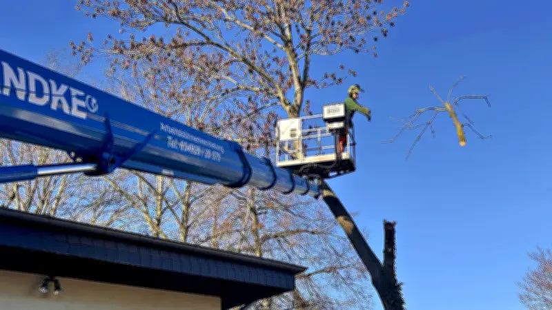 Bitterfelds größtes Bauprojekt startet: Baumfällungen für Innenstadtring-Sanierung