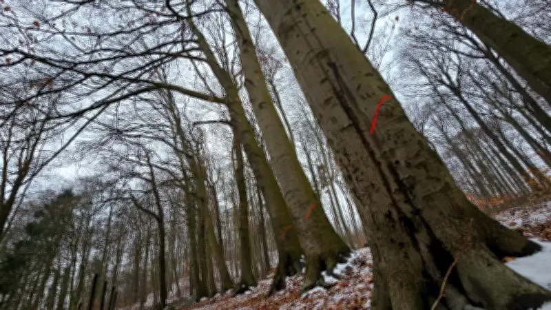 Boizenburgs 'Eichen' im Fokus: Waldumbau löst kontroverse Debatten aus