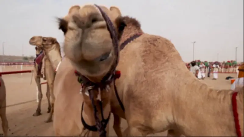 Botox-Skandal bei Kamel-Schönheitswettbewerb: 20 Tiere disqualifiziert