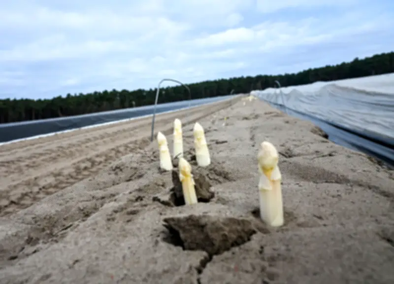 Brandenburger Spargelbauern hoffen auf frühe Ostern-Ernte trotz Herausforderungen