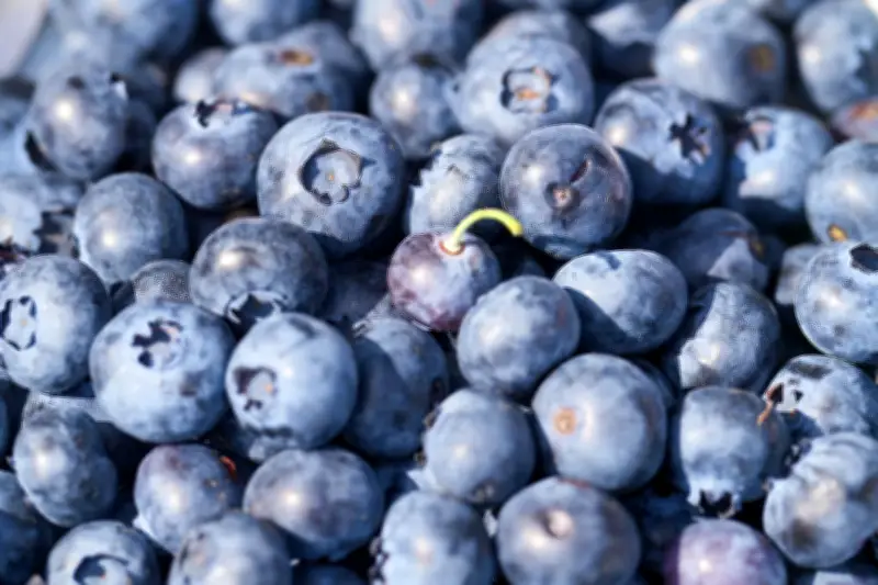 Brandenburgs Heidelbeer-Rekord 2025: Verband warnt vor Spätfrostgefahr für neue Saison