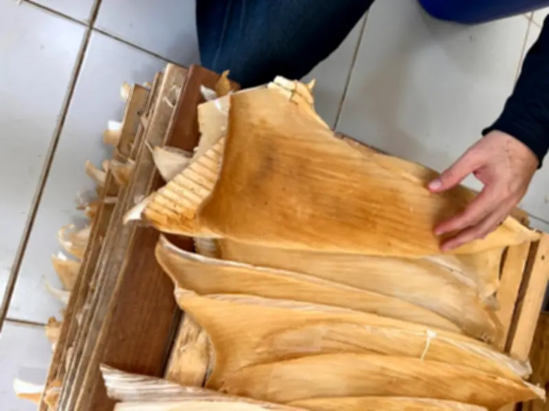 Brasilien: Über 1,5 Tonnen Haiflossen beschlagnahmt - Sieben Festnahmen