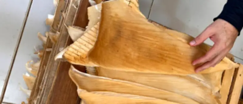 Brasilien: Bundespolizei beschlagnahmt über 1,5 Tonnen Haifischflossen und nimmt sieben Verdächtige fest