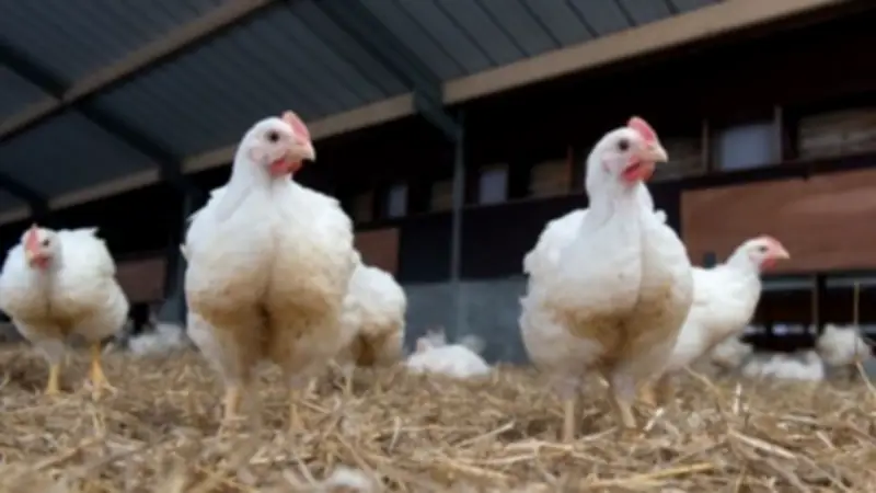 Braunsbedra: Stadtrat genehmigt Hähnchenmast für bis zu 870.000 Tiere auf ehemaligem Saza-Gelände