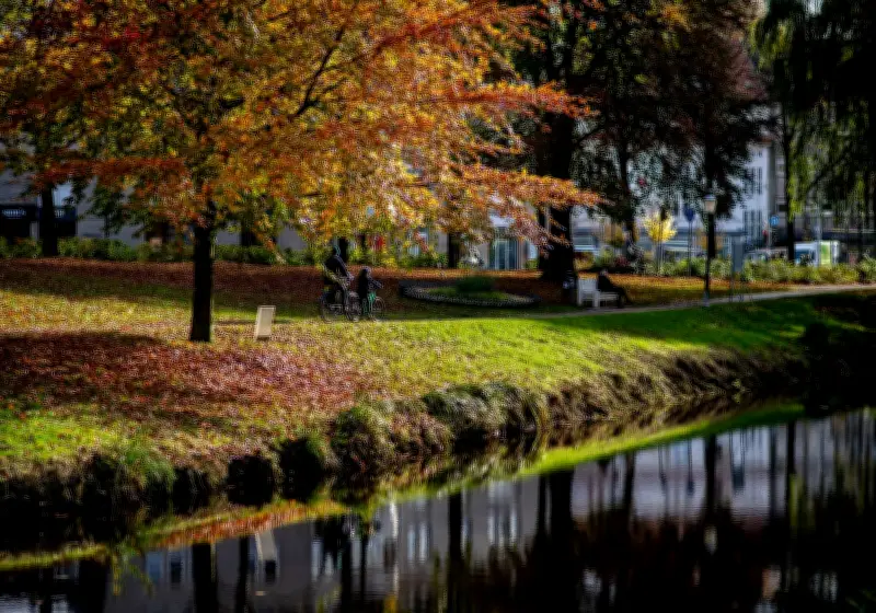 Bürgerentscheid in Oldenburg gescheitert: Baumschutzsatzung bleibt bestehen