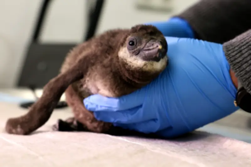 Brillenpinguin-Küken im Zoo Magdeburg wird erfolgreich von Hand aufgezogen