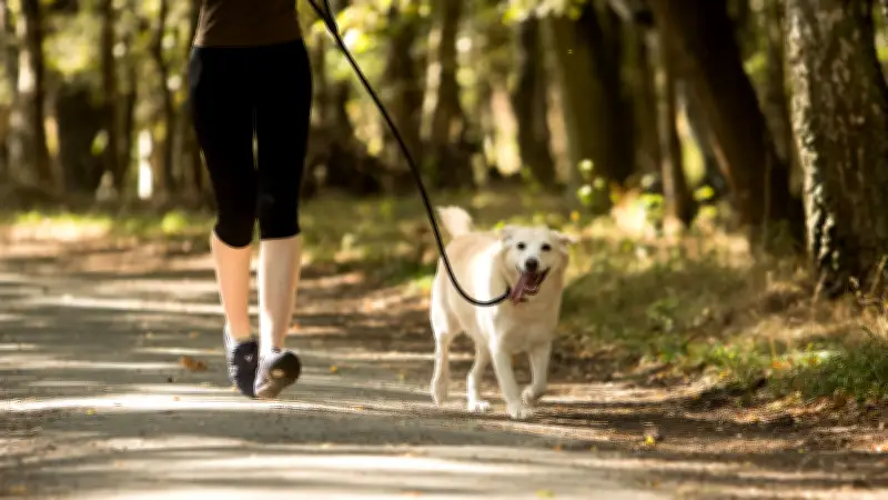 Brut- und Nistzeit in Anhalt-Bitterfeld: Hunde müssen jetzt wieder an die Leine