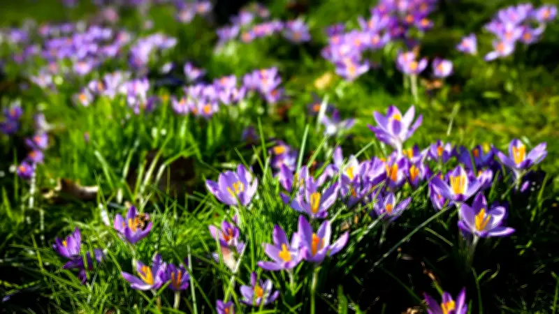 BUND-Seminar in Neubrandenburg: Familien entdecken gemeinsam die Welt der Frühblüher