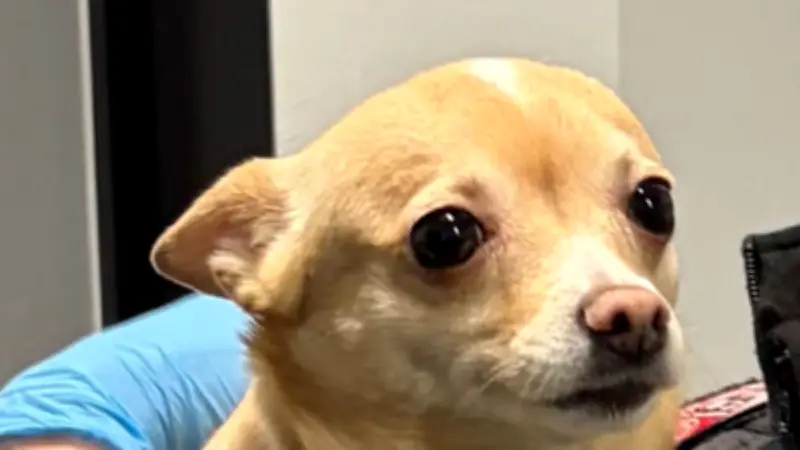 Bundespolizei vereint entlaufenen Hund Bella mit Besitzer nach Fund bei Straftäter