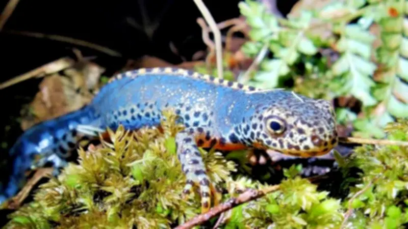 Burgteich bei Konradsburg: Nach 25 Jahren startet die Entschlammung und ökologische Aufwertung