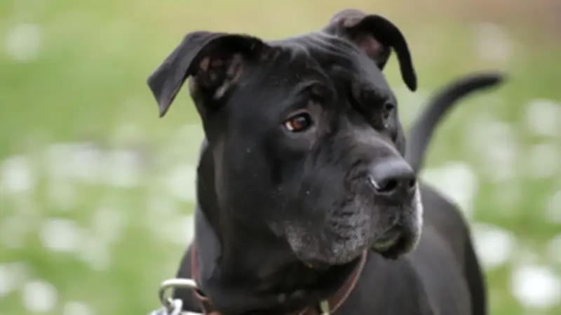 Candra sucht ein neues Zuhause: Liebevolle Hündin hofft auf Adoption in Randow