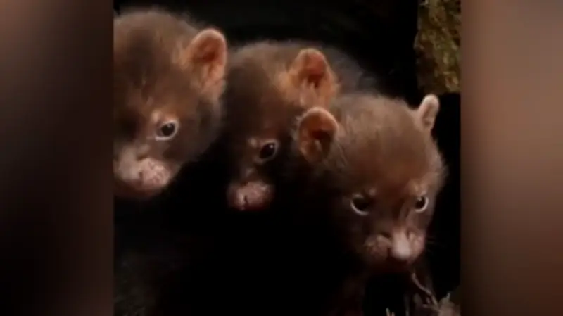 Chester Zoo: Buschhundwelpen erkunden ihre Welt mit tapsigen Schritten