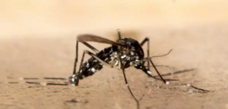 Chikungunya-Virus breitet sich bei niedrigeren Temperaturen aus als gedacht