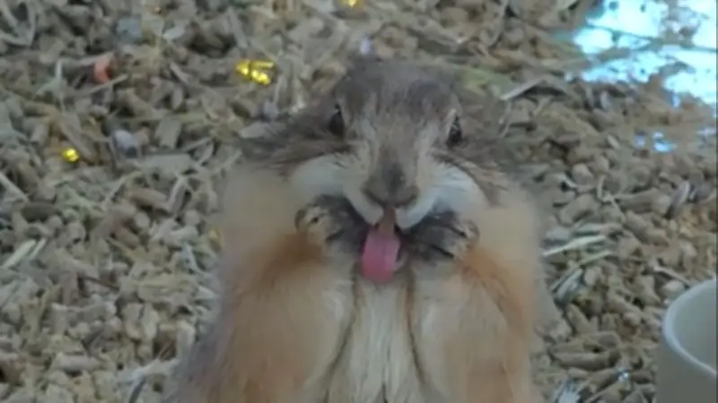 Chinesischer Zoo: Nager mit Grimassen sorgt für Lacher und Kopfschütteln