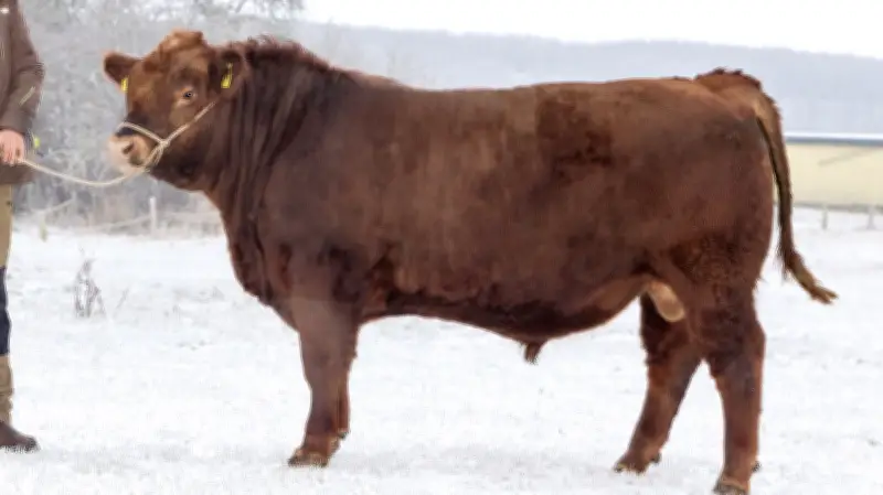 Cicero aus Lauenhagen: Teuerster Zuchtbulle Mecklenburg-Vorpommerns bei Rekordauktion