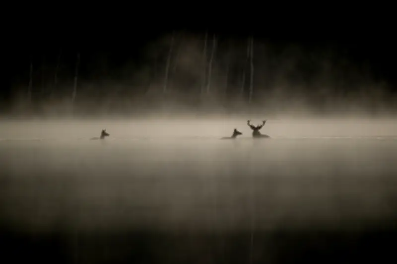 „Das Flüstern der Wälder“: Naturfilm erreicht Millionenpublikum in Frankreich
