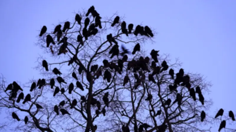 Das Geheimnis der Krähenschwärme: Warum tausende Vögel abends in Bäumen sammeln