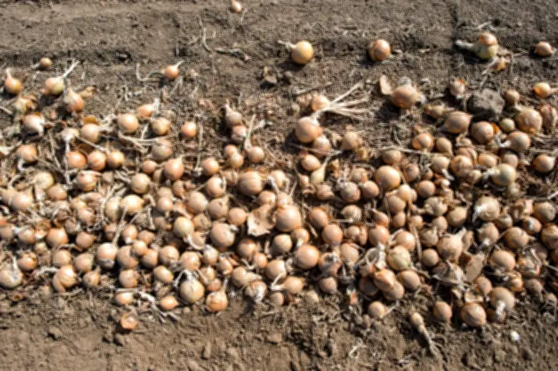 Deutsche Gemüsebauern erzielen Rekordernte bei Bio-Gemüse im Jahr 2025