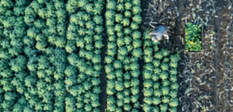 Deutsche Landwirte verzeichnen Rekordernte bei Gemüse im Jahr 2025