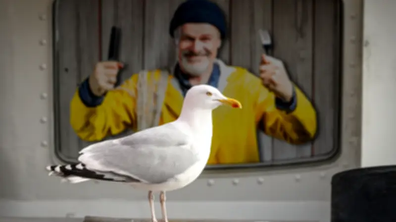Die dreisten Lufträuber von Warnemünde: Möwen als geschützte Snack-Diebe